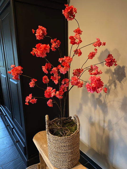 Prunusboom fuchsia