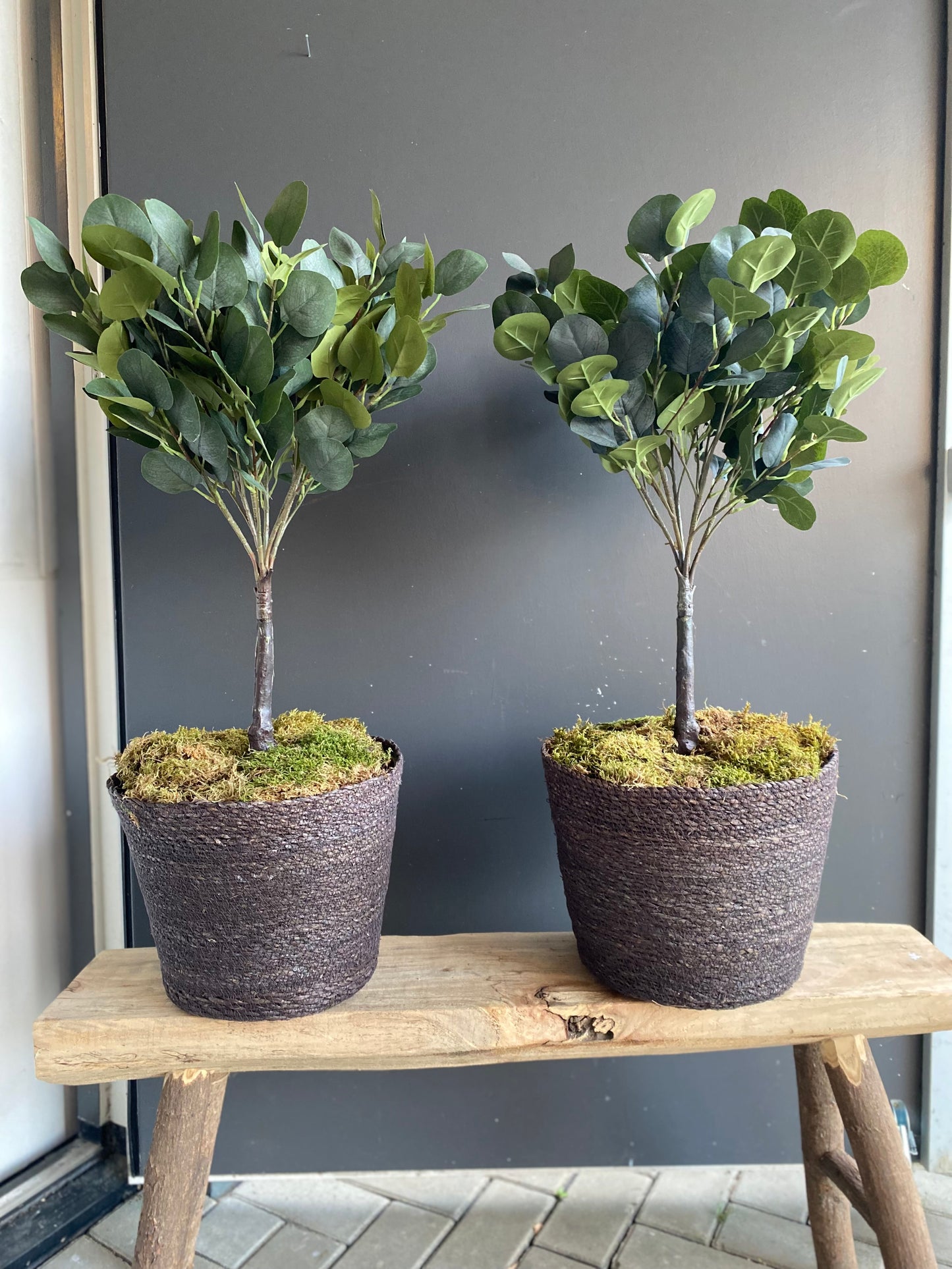 Eucalypthus op stam zijde
