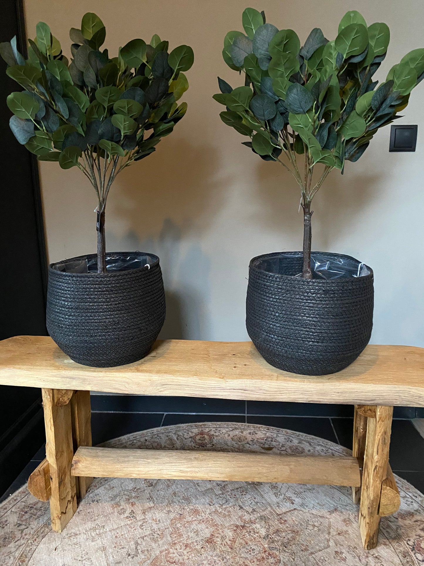 Eucalypthus boom op stam zijde