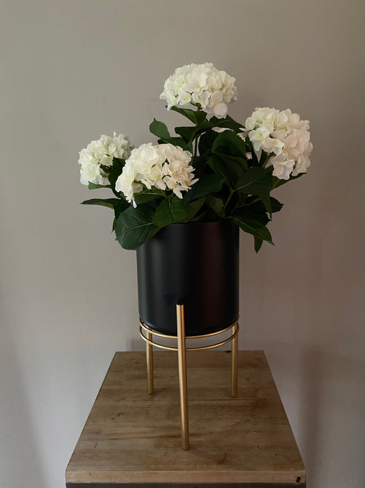 Hortensia wit
