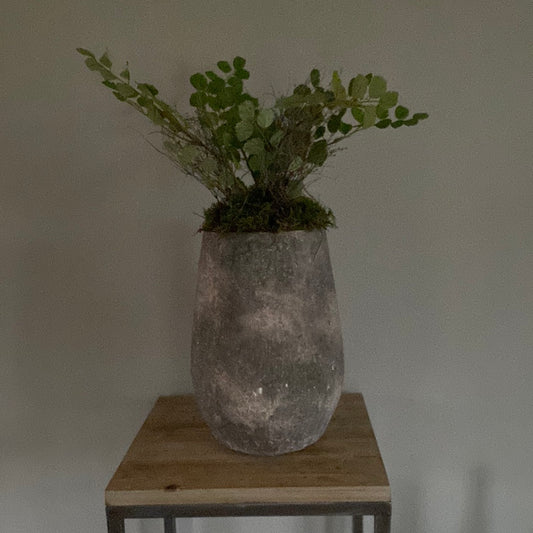 Pot met zijdeacacia
