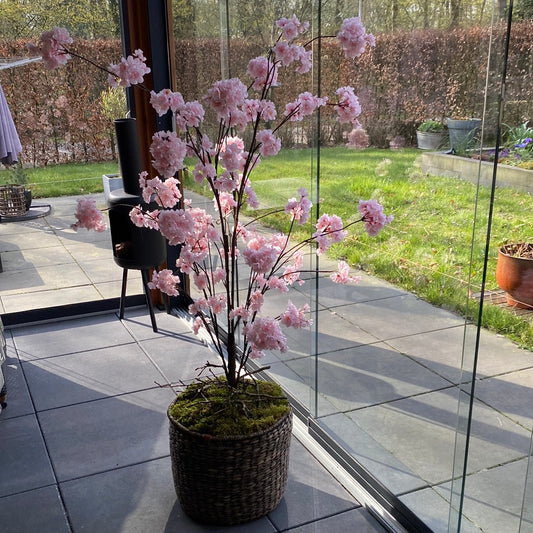 Zijdeboom Prunus
